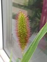Setaire verte, Setaria viridis (Lyon, 07-2019)(3)